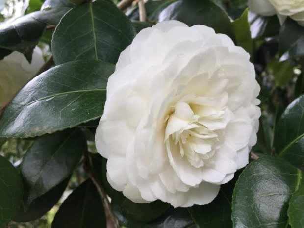 Camelia Iturraran Aia