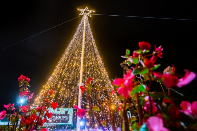 Garbera Navidad