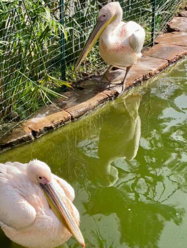 Estanque en el jardín lleno de vida - Endanea Garden